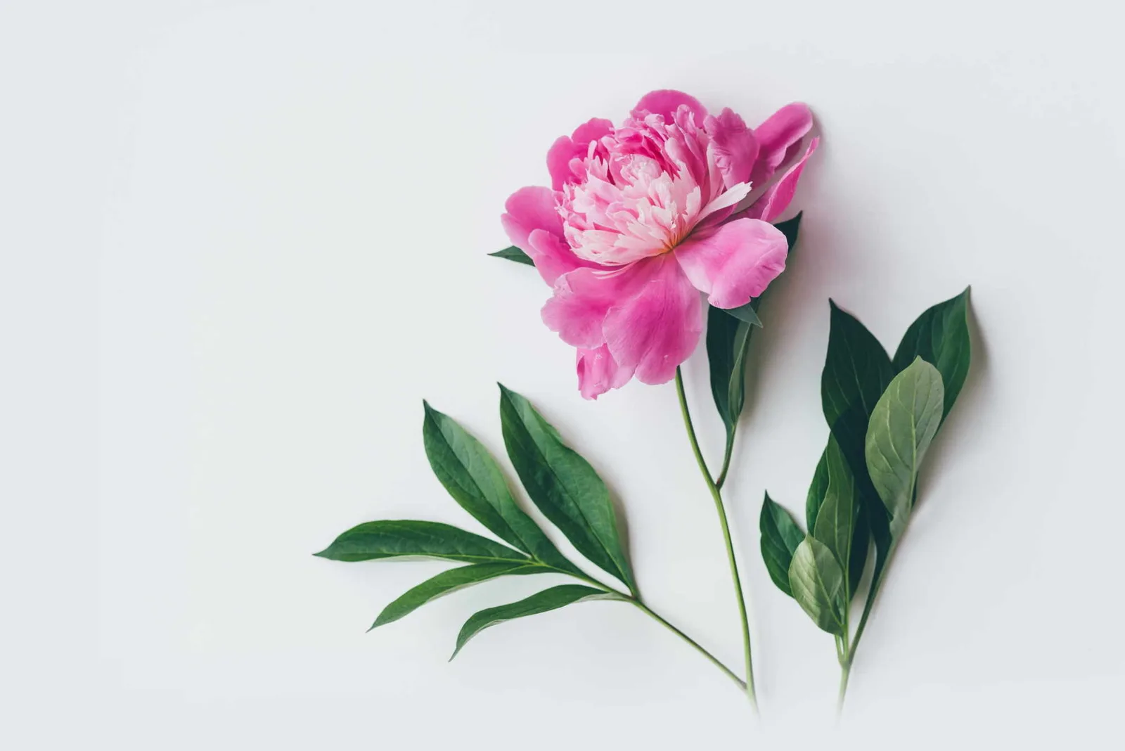 Rosa Pfingstrose mit grünen Blättern auf weißem Hintergrund
