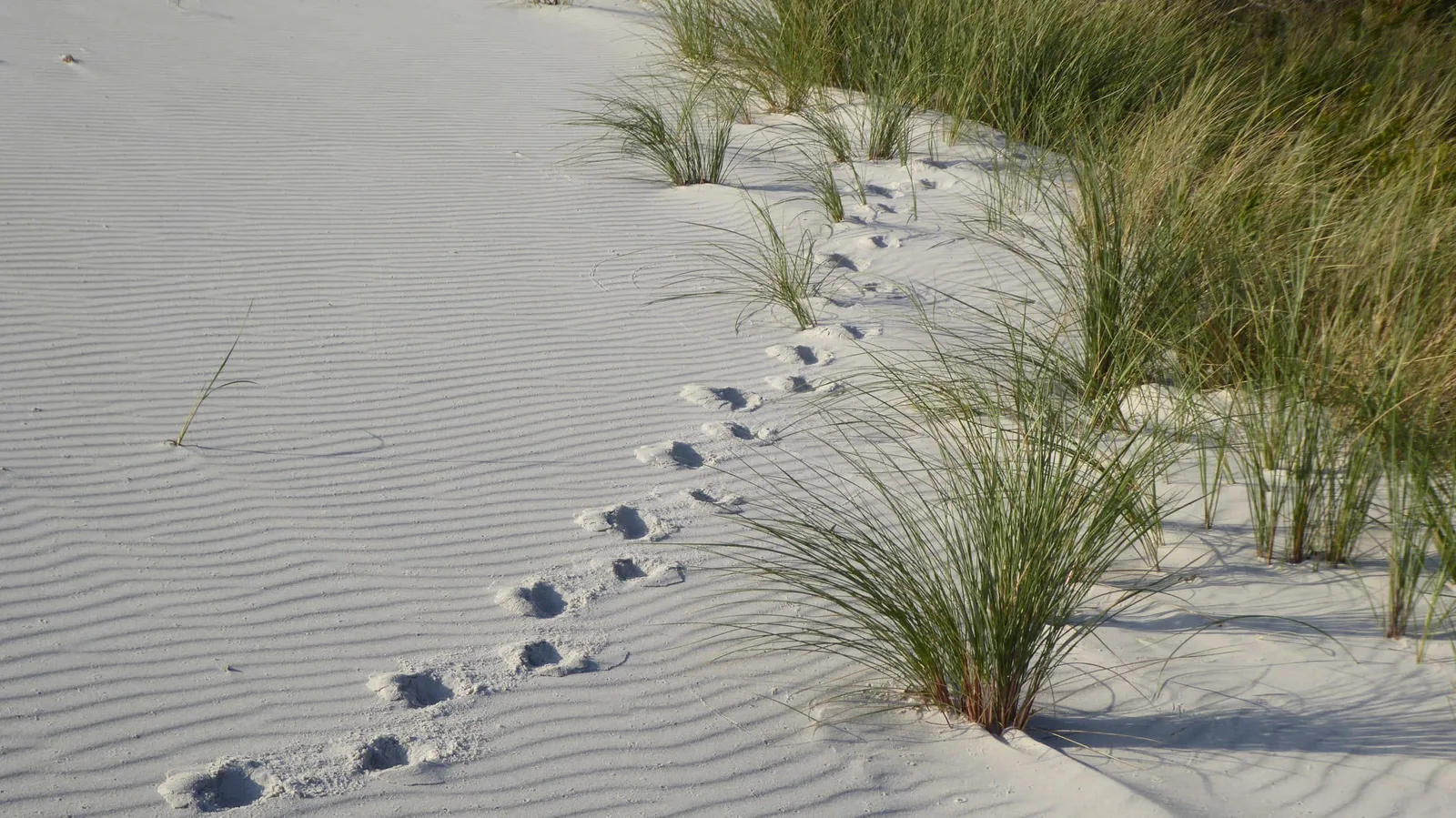 Sandstrand mit Fußabdrücken im Sand und Strandgras