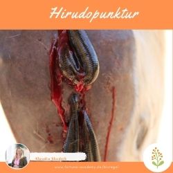 Hirudopunktur-Anwendung mit Blutegel auf Pferdebeinen, therapeutische Behandlung