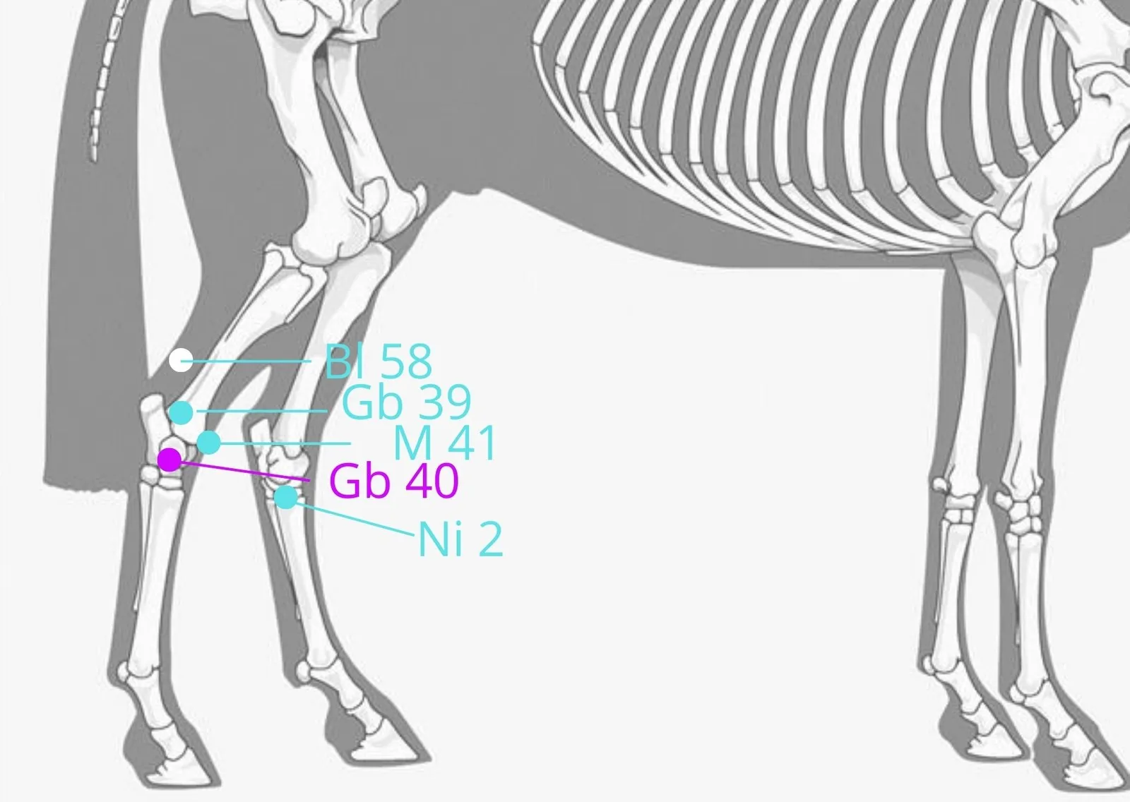 Anatomische Skizze Pferdebeinen mit Akupunkturpunkten BL58, Gb39, M41, Gb40, Ni2