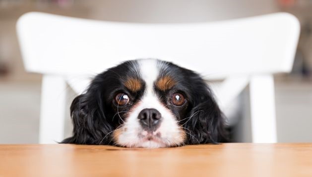 Trauriger Spaniel-Welpe sitzt auf Stuhl und schaut über Tisch