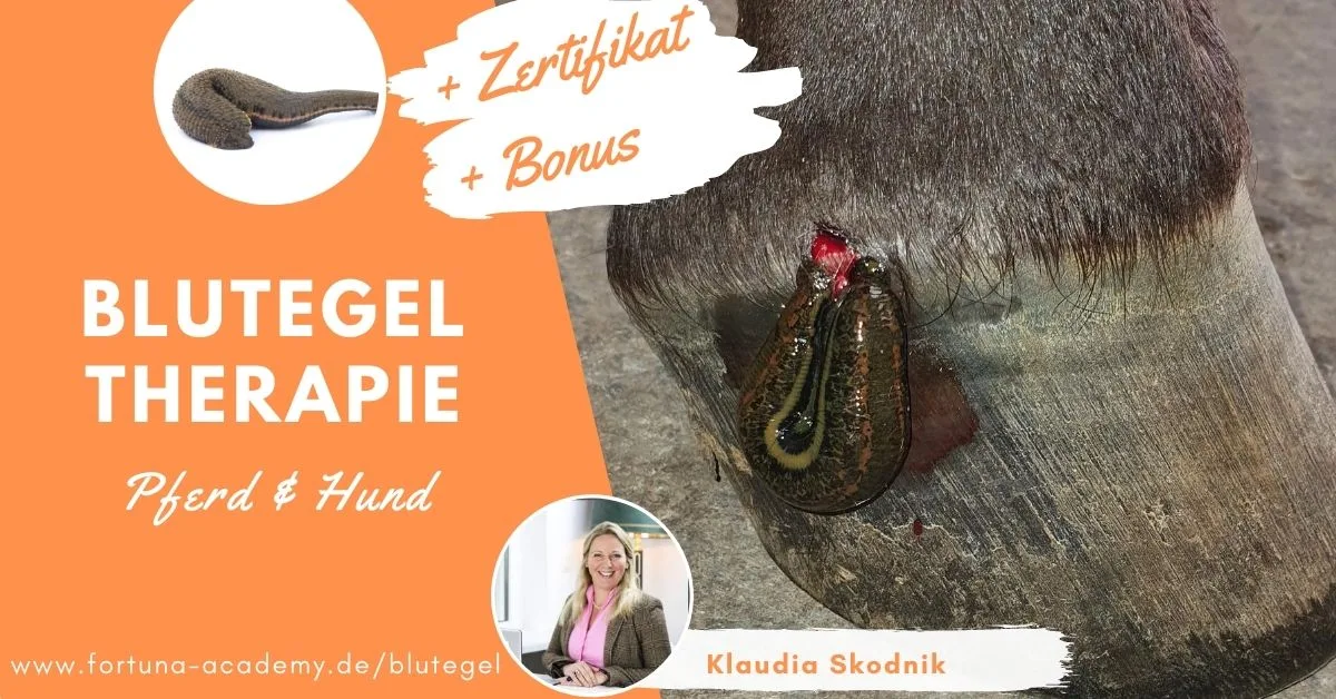 Blutegel-Therapie-Kurs für Pferd und Hund mit 50% Rabatt, Zertifikat und Bonus von Klaudia Skodnik