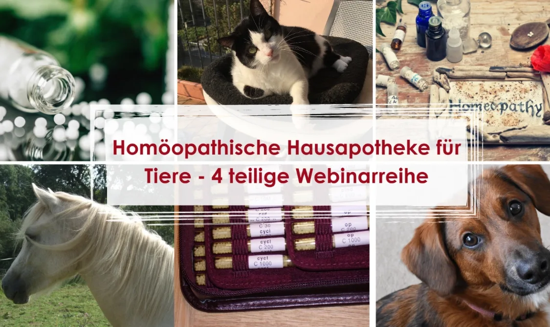 Die homöopathische Hausapotheke für Tiere – Live-Webinarreihe 1 Collage zur Homöopathischen Hausapotheke für Tiere mit Katze, Hund, Pferd, Glas Wasser, Heilmitteln und Werkzeugen