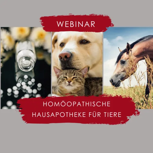 Die homöopathische Hausapotheke für Tiere – Live-Webinarreihe 4 Webinar-Banner Homöopathische Hausapotheke für Tiere mit Glas Wasser, Katze und Pferd auf grauem Hintergrund