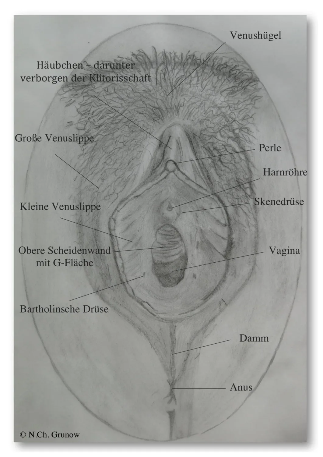 Anatomische Illustration der Vulva mit Beschriftung aller Teile