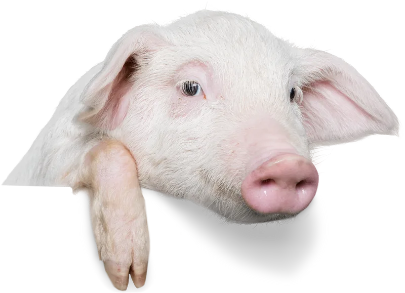 Weißes Schwein frontal blickend mit rosa Schnauze und Ohr