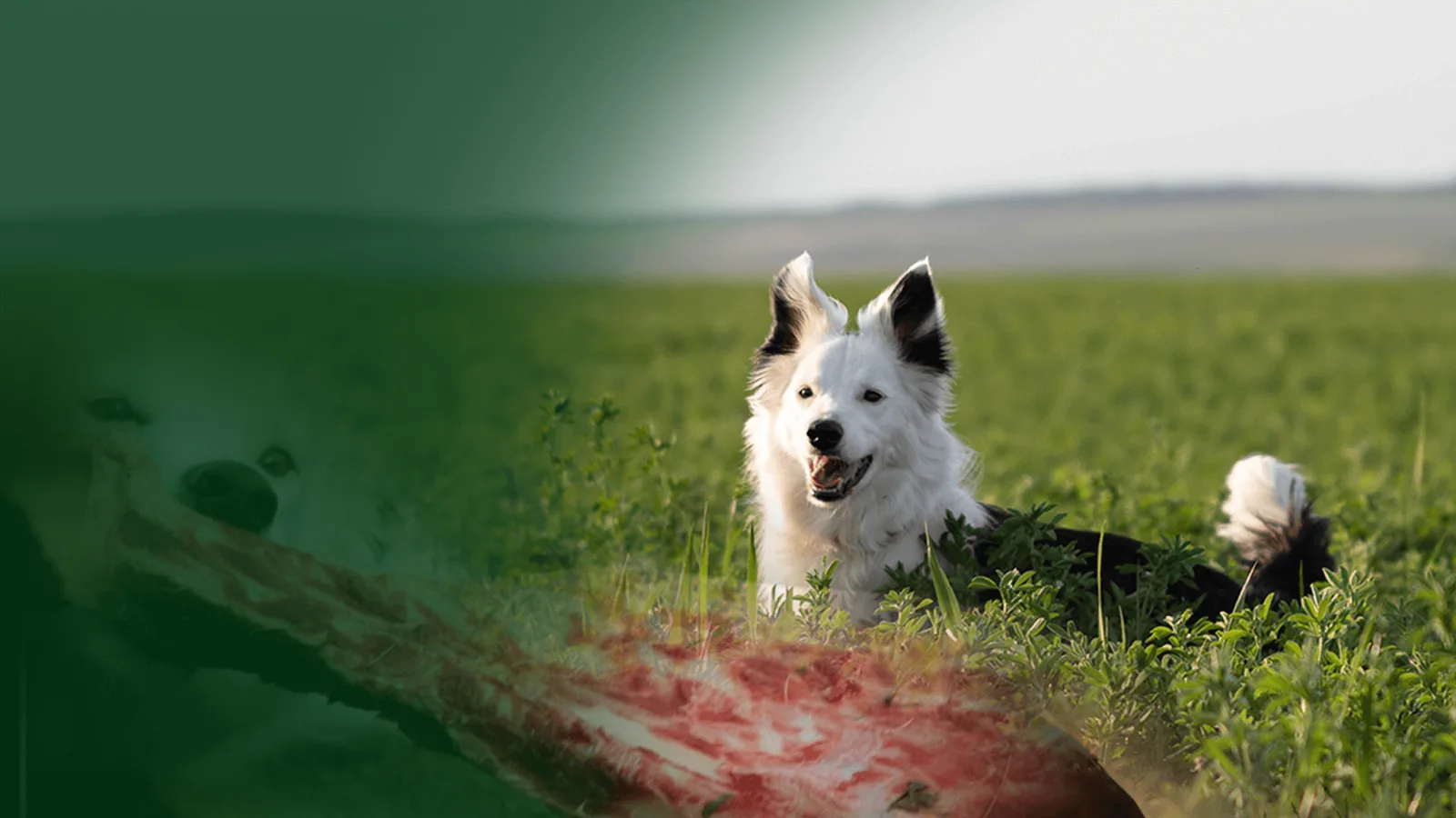 Weißer Hund mit schwarzen Ohren sitzt entspannt in grüner Wiese, lächelt in Kamera