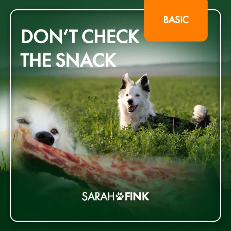 Don't Check The Snack – Anti-Giftköder-Training für Hunde