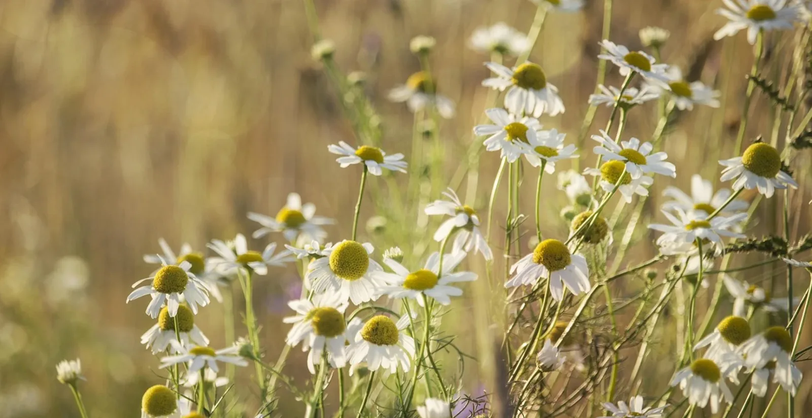 Gänseblümchen-Feld mit weißen Blüten und gelben Zentren