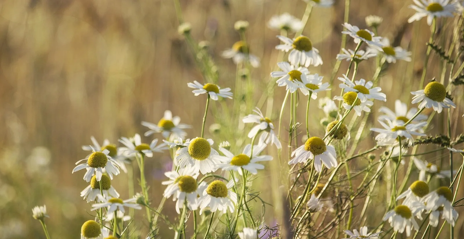 Gänseblümchen-Feld mit weißen Blüten und gelben Zentren