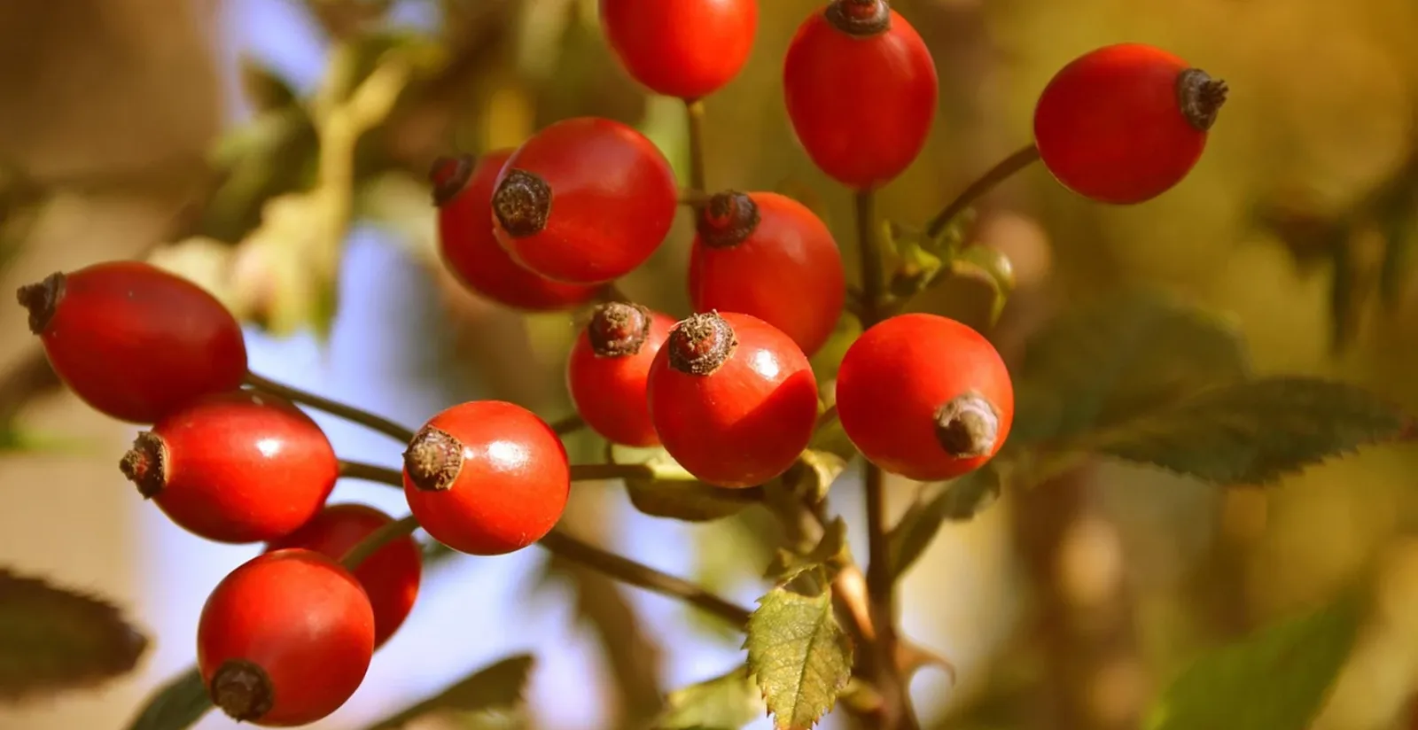 Rote Hagebutten-Früchte an Zweigen mit grünem Hintergrund