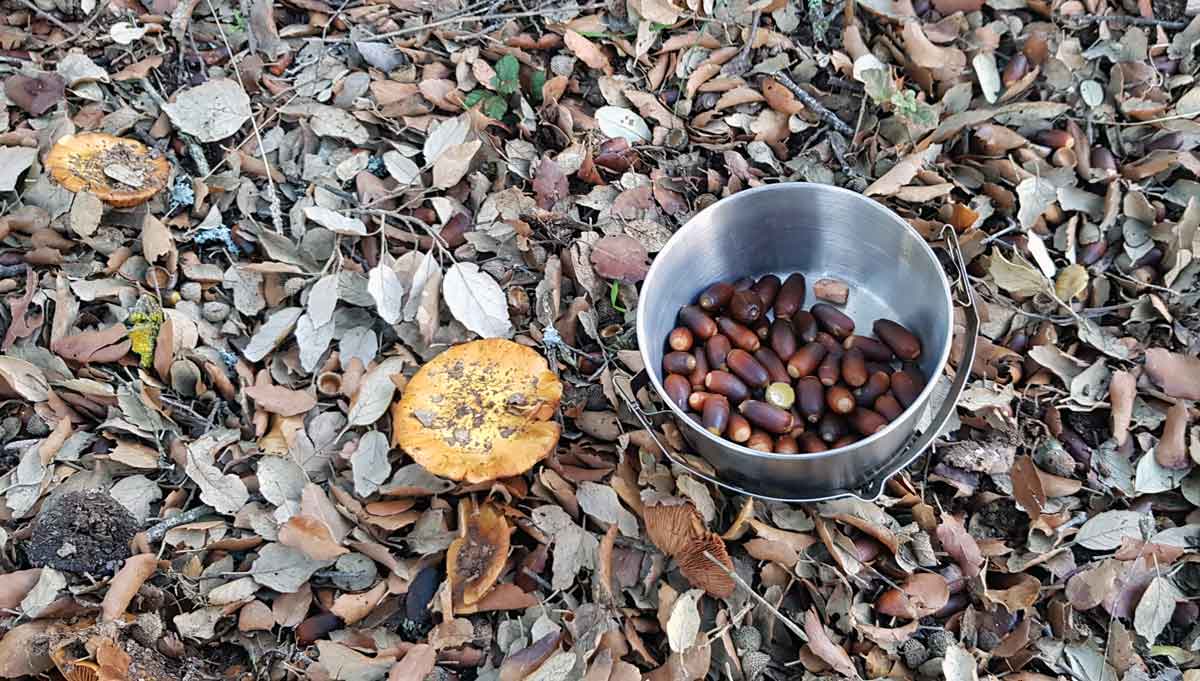 Eicheln essen – Traditionelle Verarbeitung und Rezepte 7 Metalleimer mit Eicheln auf Waldboden mit Blättern und Pilzen