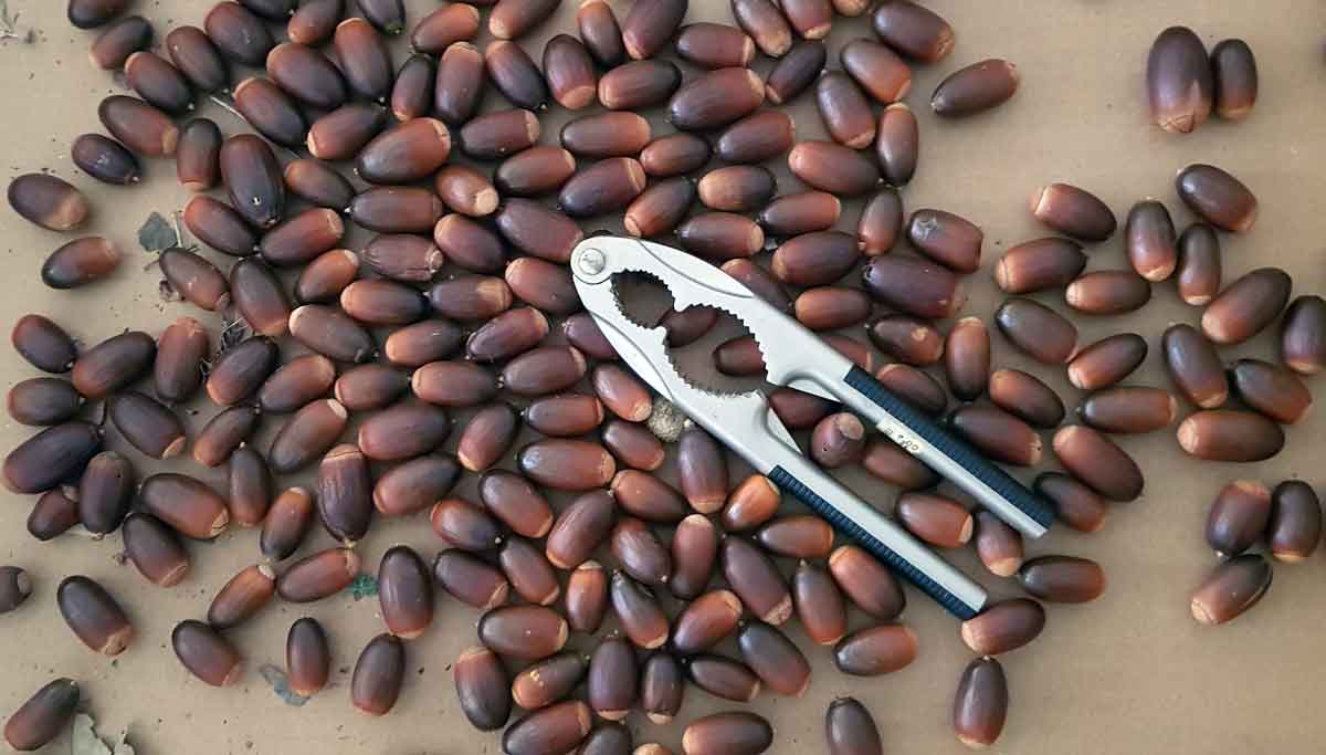 Eicheln essen – Traditionelle Verarbeitung und Rezepte 8 Getrocknete Eicheln mit Nussknacker auf heller Oberfläche