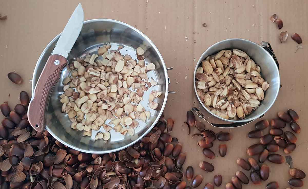 Eicheln essen – Traditionelle Verarbeitung und Rezepte 10 Zwei Schüsseln mit zerkleinertem Eichelmehl und ganzen Eicheln