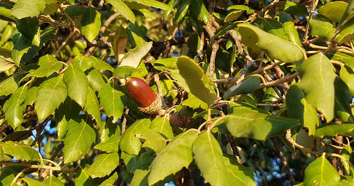 Eicheln essen – Traditionelle Verarbeitung und Rezepte 3 Rote Eichel an Zweig mit grünen Blättern und Eichenfrüchten