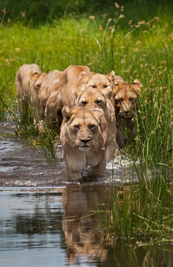 Gruppe von Löwen watet durch flaches Wasser in grüner Landschaft
