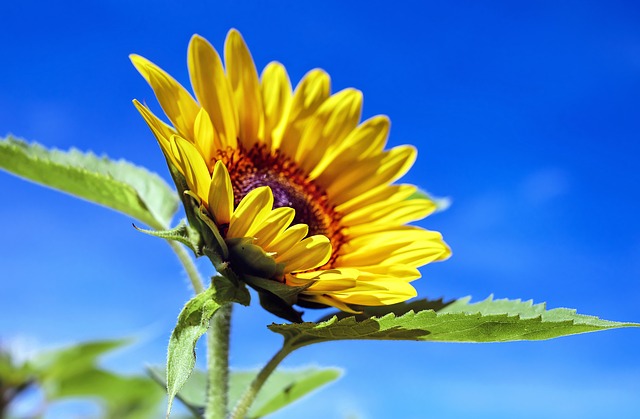 Gelbe Gerbera Blüte vor blauem Himmel