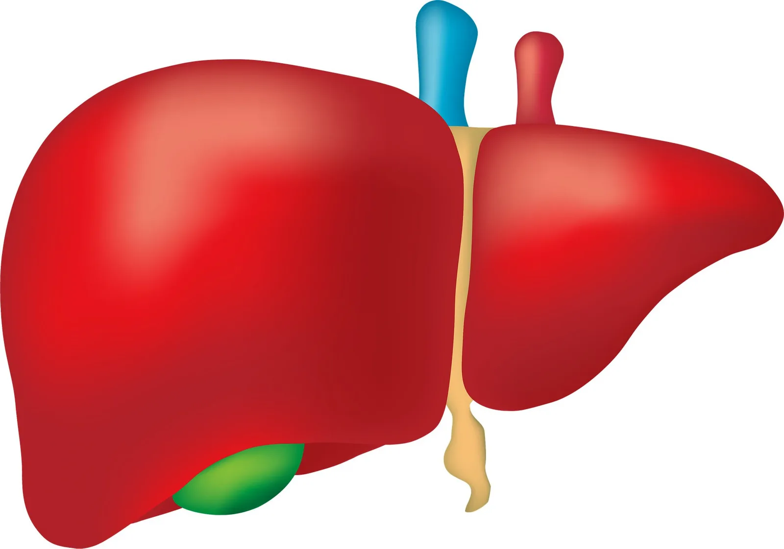 Medizinische 3D-Illustration einer gesunden roten Leber mit Gallenblase und Blutgefäßen