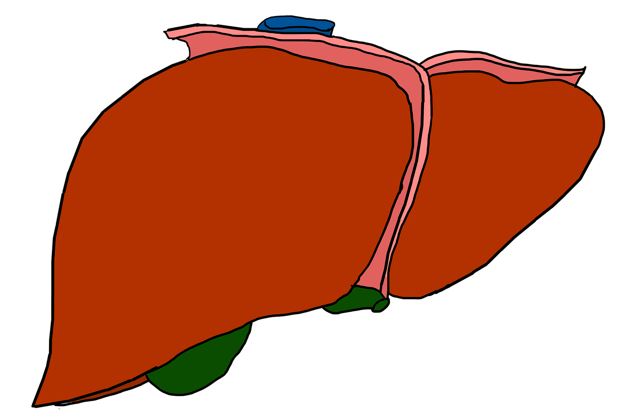 Comic-Stil Leber-Illustration in Orange-Rot mit Galle und Pankreas-Verbindungen