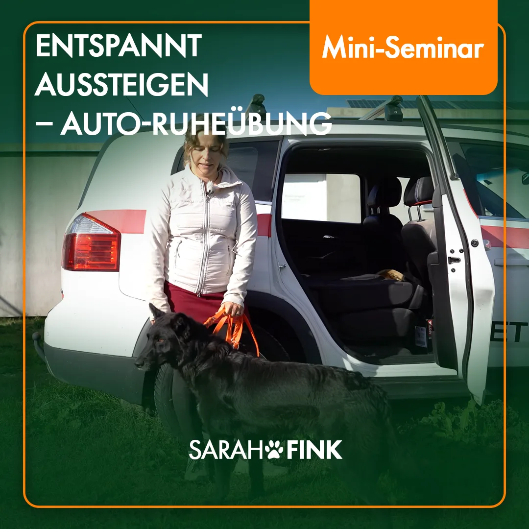 Mini-Seminar Cover mit Sarah Fink und schwarzem Hund an Auto, Titel Entspannt aussteigen Auto-Ruheübung