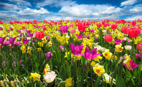 Erste Hilfe Meditation – Stress lass nach von Sonja Brauner 6 Bunte Blumenwiese mit roten, magentafarbenen und gelben Tulpen