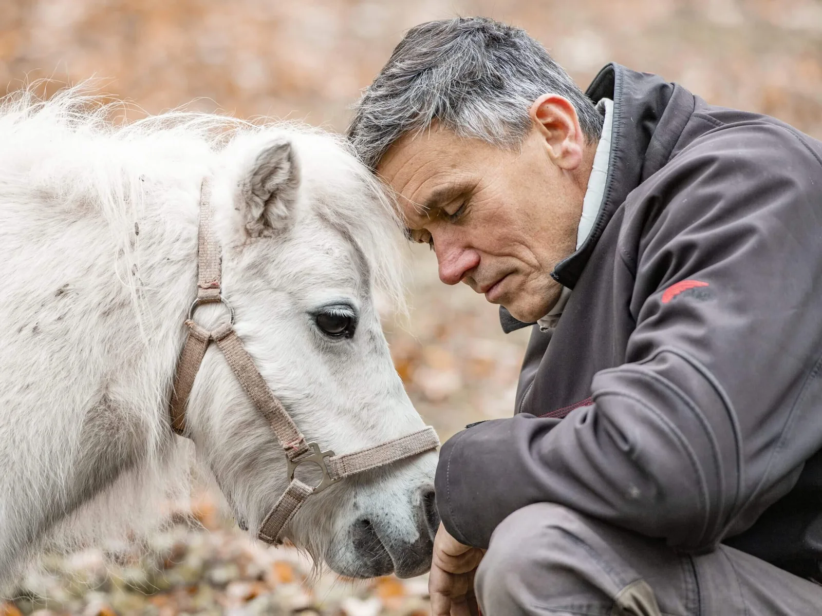 Mann mit grauem Haar in dunkler Jacke mit weißem Pferd beim Equitao-Pferdeseminar zur Systemischen Beratung