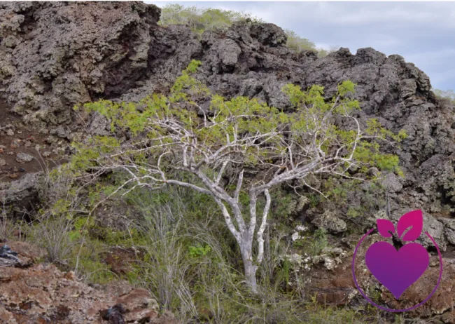 Baum mit weißem Stamm und grünem Laub vor dunklem Felsengestein, magenta Herz-Symbol