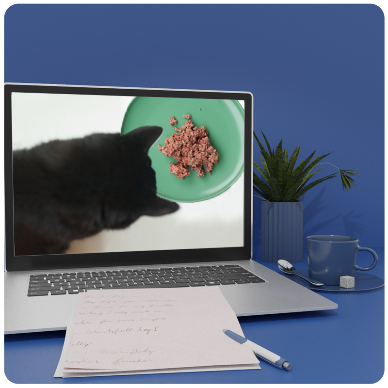 Futter-Workshop: Finde das richtige Futter für deine Katze 1 Hero-Bild zum Futter-Workshop mit Laptop, Katze und Futterschale auf blauem Hintergrund