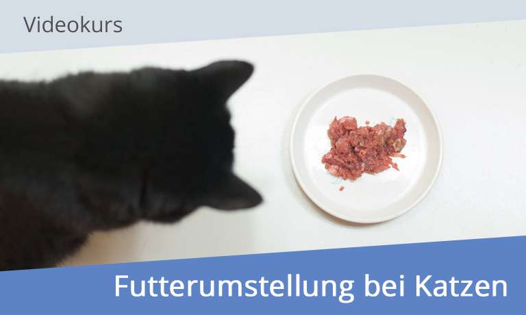 Videokurs-Thumbnail Futterumstellung bei Katzen von Miriam Knischewski