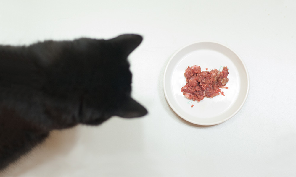 Schwarze Katze schaut auf weißen Teller mit rohem Fleisch auf hellem Untergrund