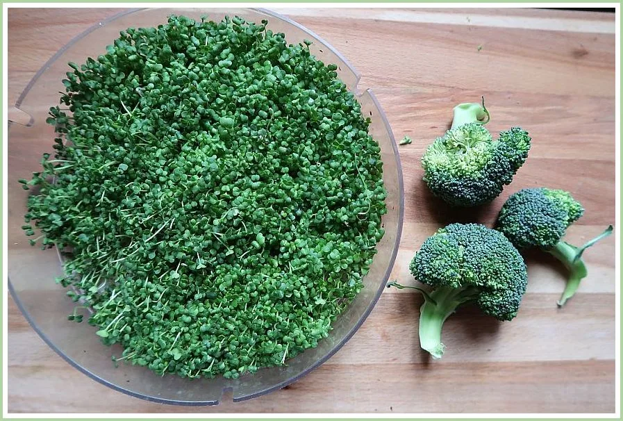 Brokkoli-Sprossen in Schale und frische Brokkoliflorets auf Holzoberfläche