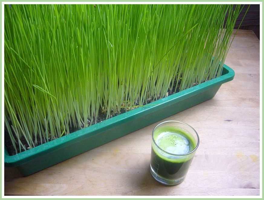 Grasaft in Glas neben Behälter mit grünem Getreide auf Holzoberfläche
