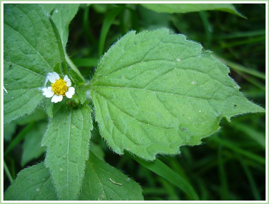 Franzosenkraut-Blätter mit weißer Blüte, grüne Wildkräuter-Pflanze
