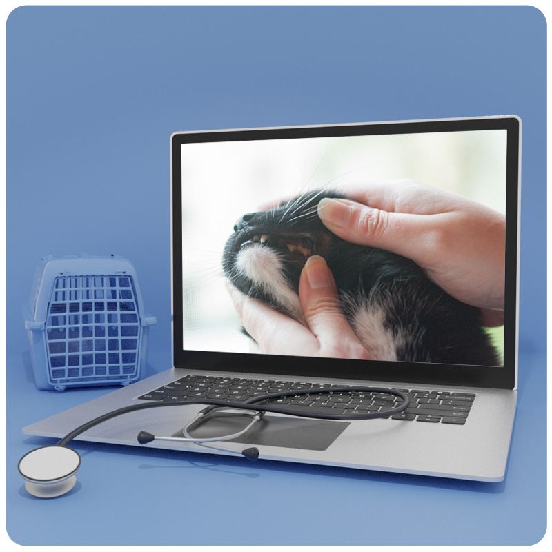 Mockup: Laptop mit Katze beim Tierarzt auf dem Bildschirm, daneben Transportbox, Stethoskop und Schale