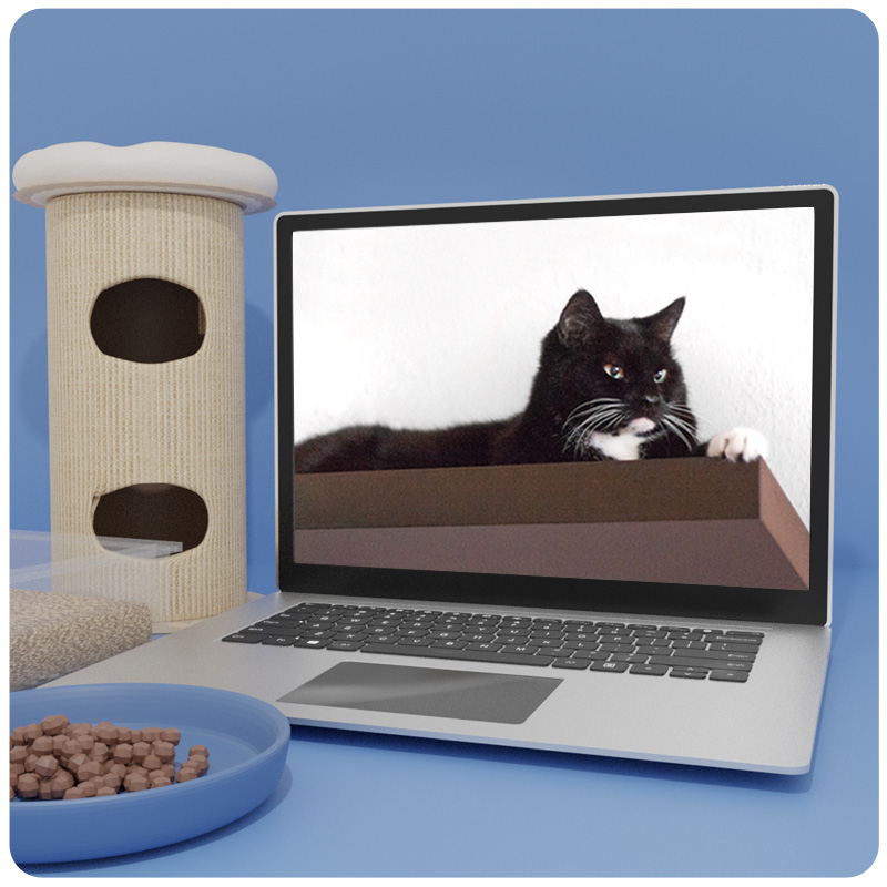 Mockup: Laptop zeigt schwarze Katze in Höhle, neben Kratztonne und Futternapf auf blauem Hintergrund