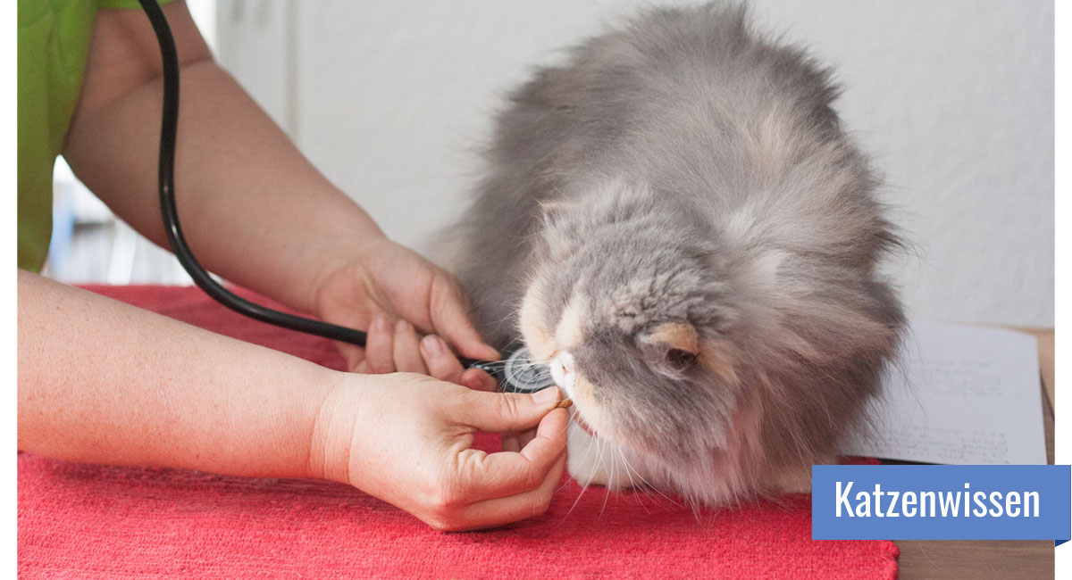 Foto: Veterinärin untersucht graue Katze mit Stethoskop, rechts weißer Text 'Katzenwissen'