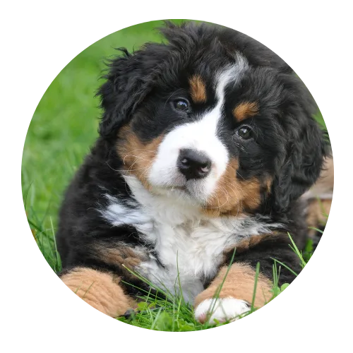 Bernese Mountain Dog Welpe mit Markierungen auf Gras