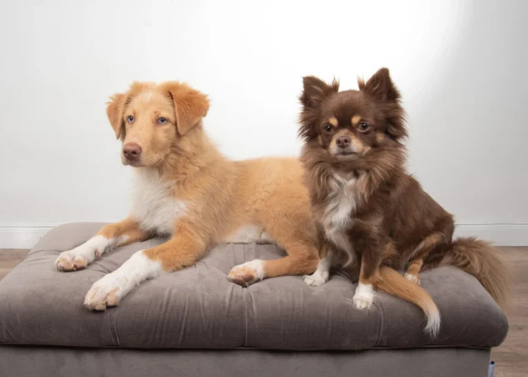 Gewalt ist keine Lösung – Videokurs Hundetraining