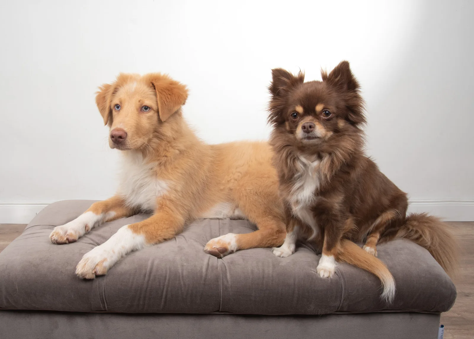 Zwei Hunde auf grauem Hundebett vor weißem Hintergrund