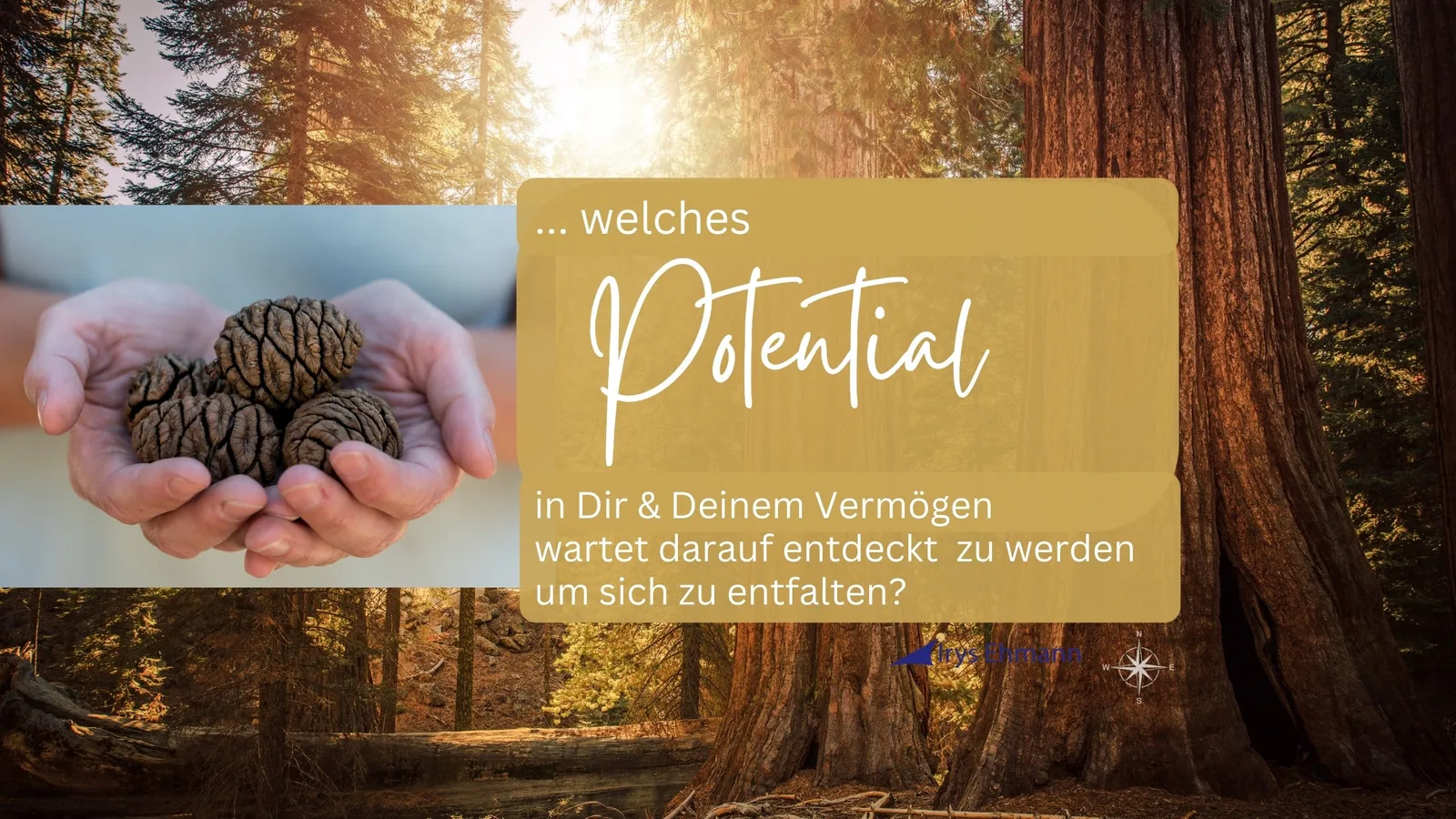 Banner mit Sequoia-Bäumen, Händen haltend Zapfen, Text "welches Potential in Dir & Deinem Vermögen wartet darauf entdeckt zu