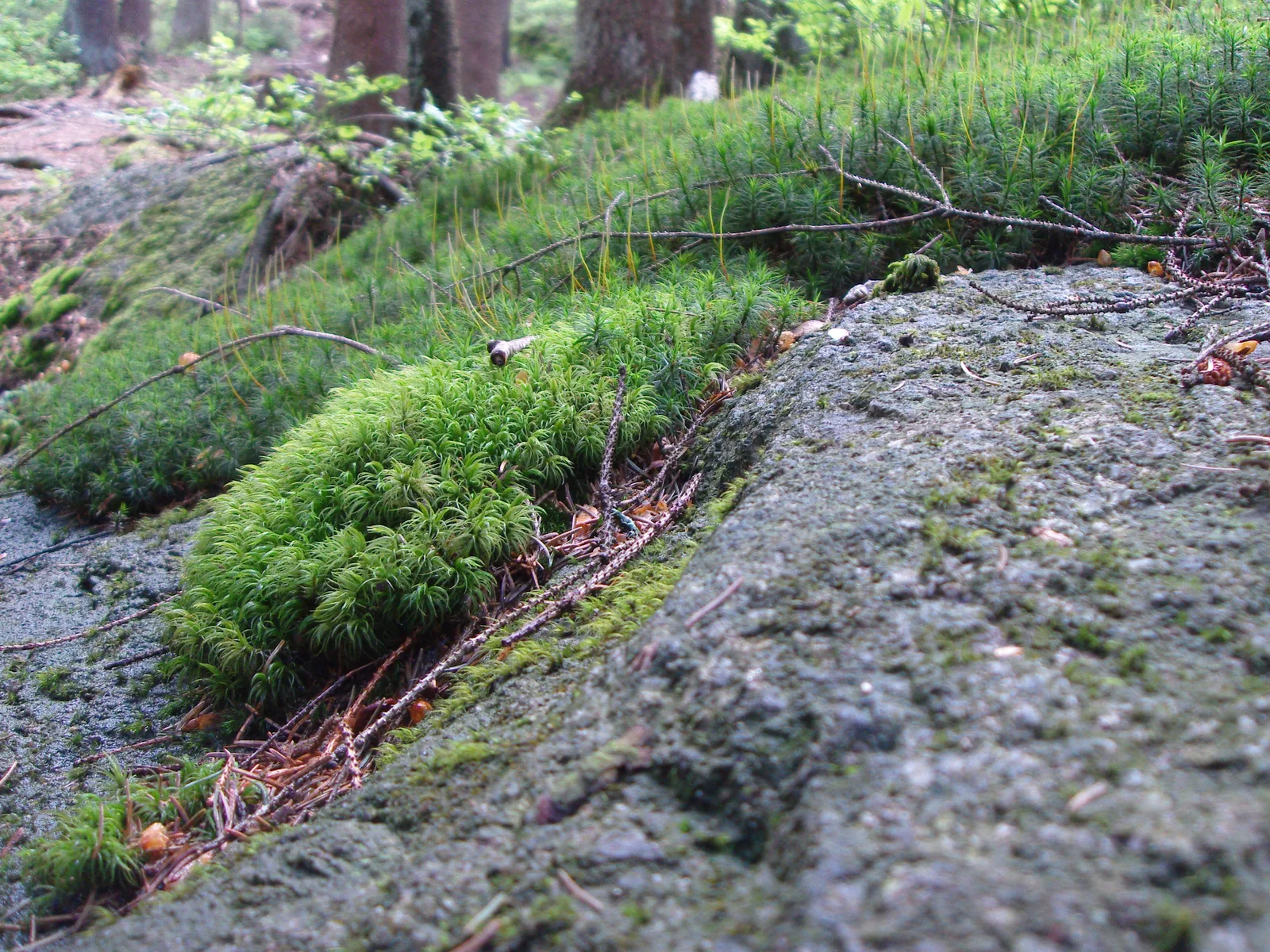 Waldbodendetail mit Moos, Steinen und grünen Keimlingen