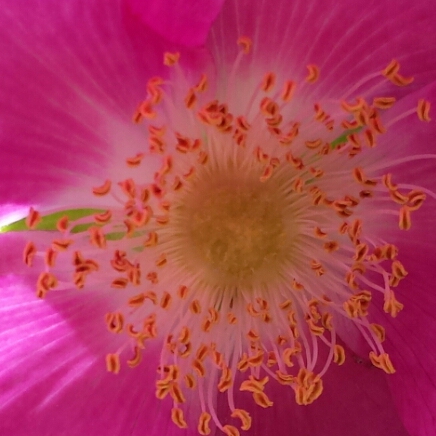 Makroaufnahme pink-magentafarbener Blüte mit gelben Staubgefäßen