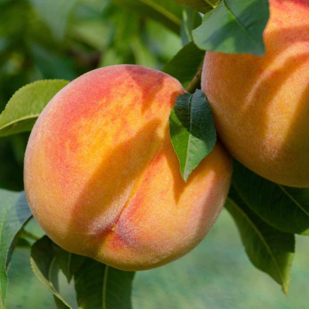 Reife Pfirsiche an Zweig mit grünem Blattwerk, gelb-orange Färbung