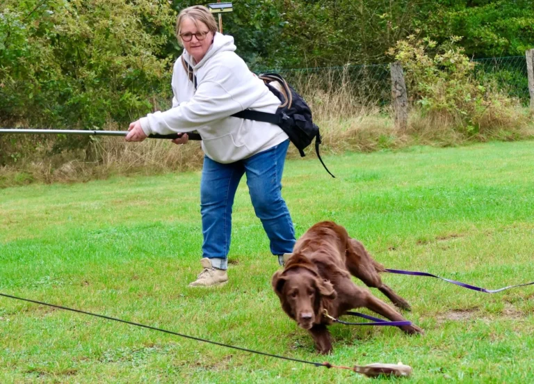 Grundlagen in der Hundeerziehung – Videokurs für Hundehalter