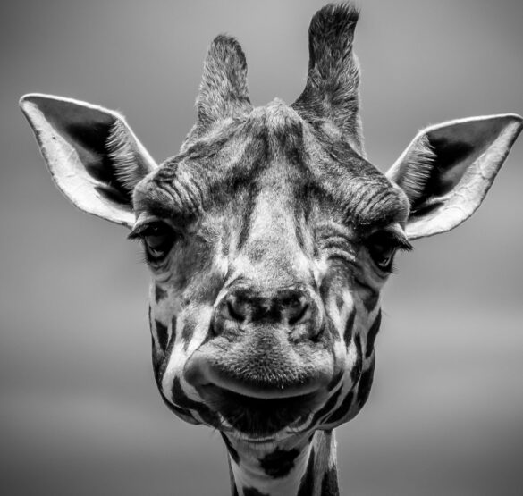 Giraffe Porträt Schwarz-Weiß, Gewaltfreie Kommunikation