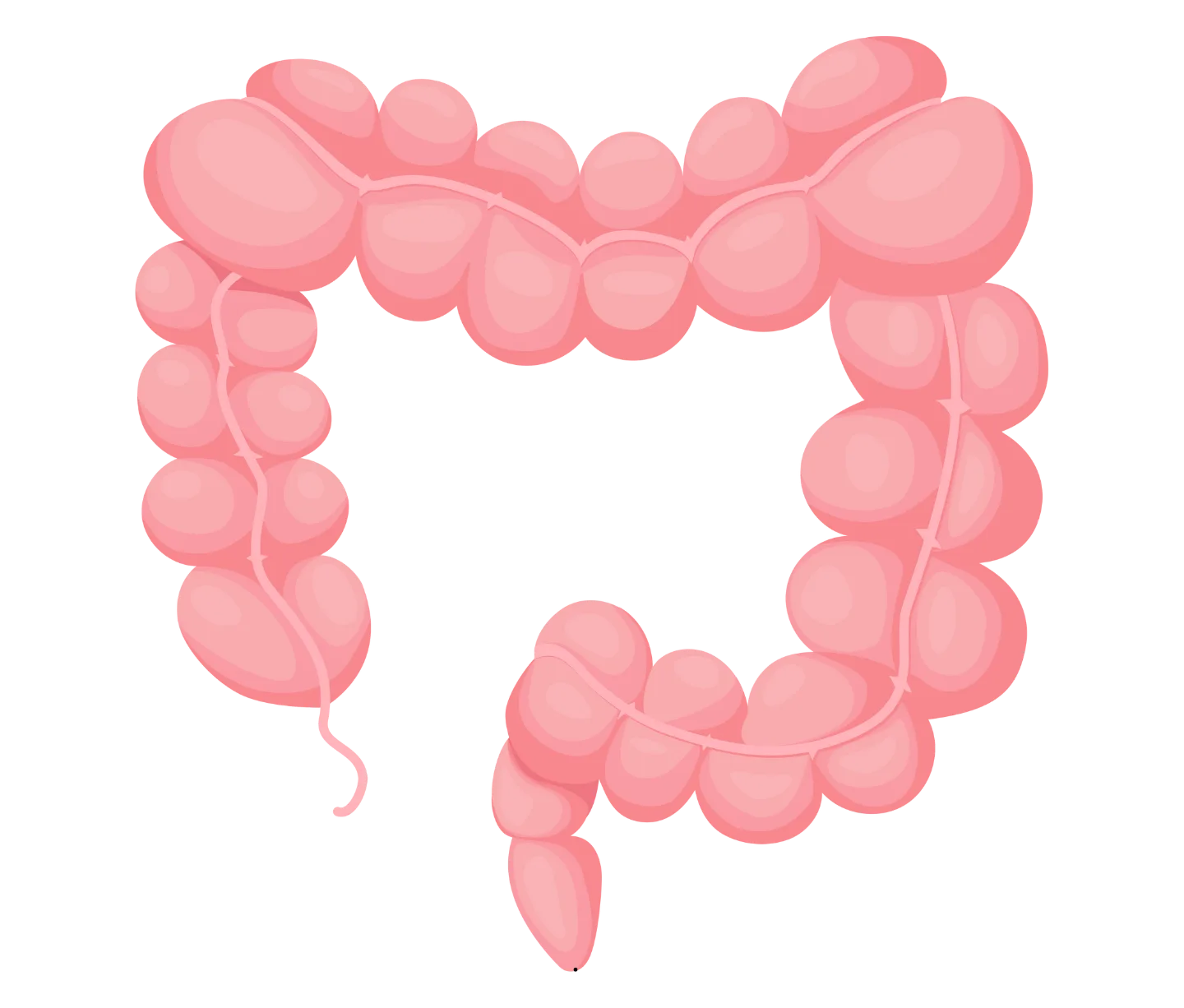 Stilisierte Darm-Illustration in Rosa, Dickdarm-Symbol, vereinfachte Anatomie