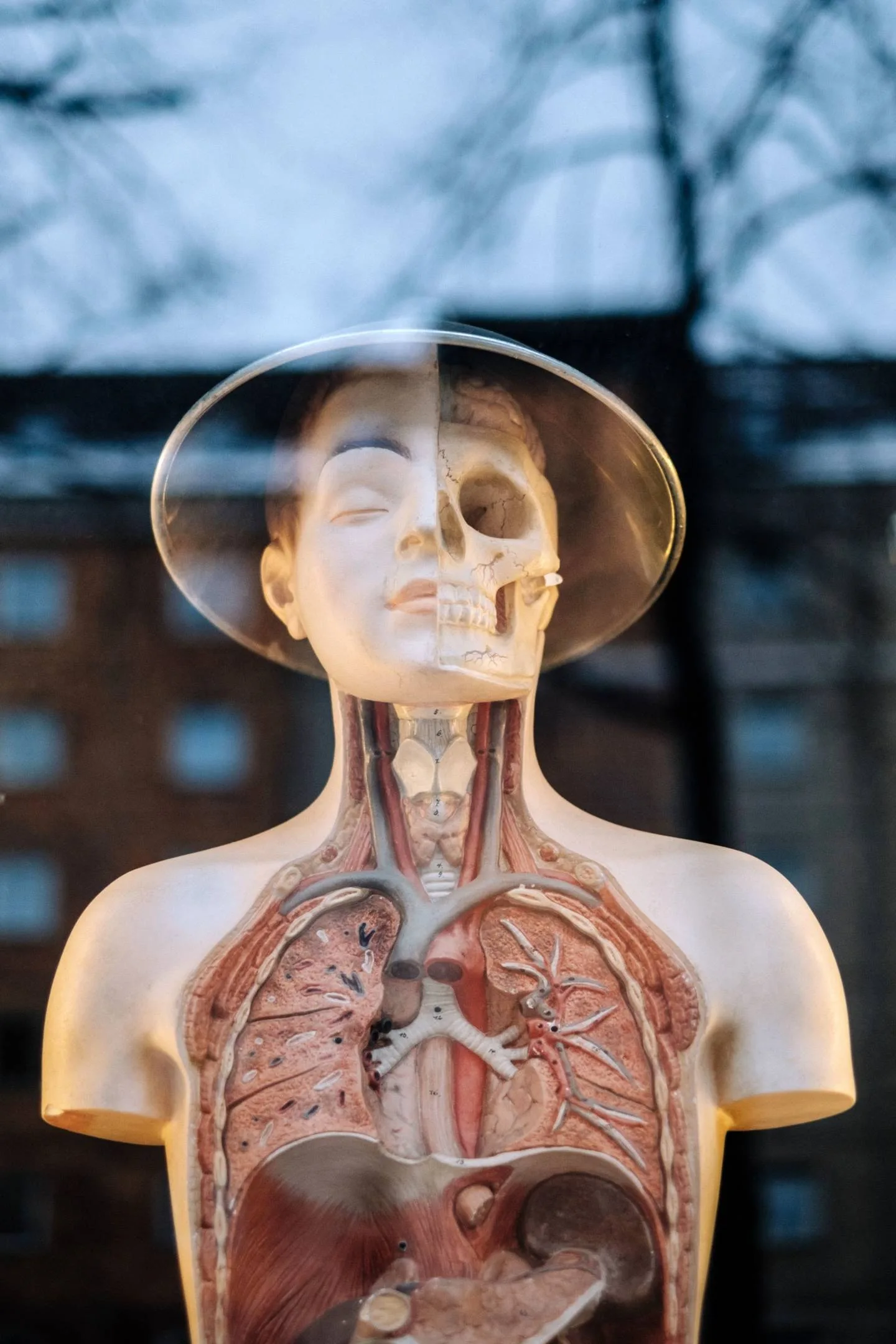 Anatomisches Modell des Atmungssystems mit transparentem Kopf und Lungen, medizinische Illustration