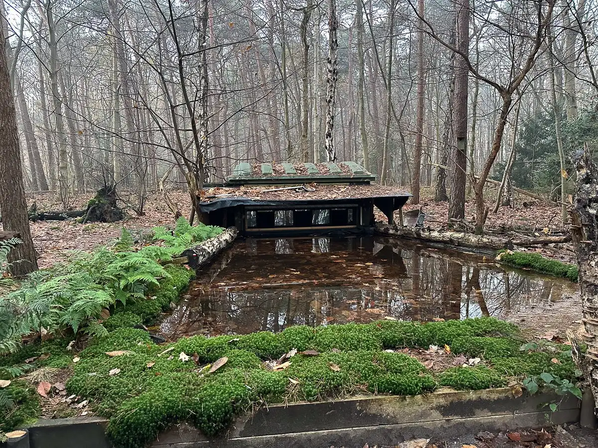 Verfallener Brunnen mit Wasser und Moos im Wald, umgeben von Bäumen