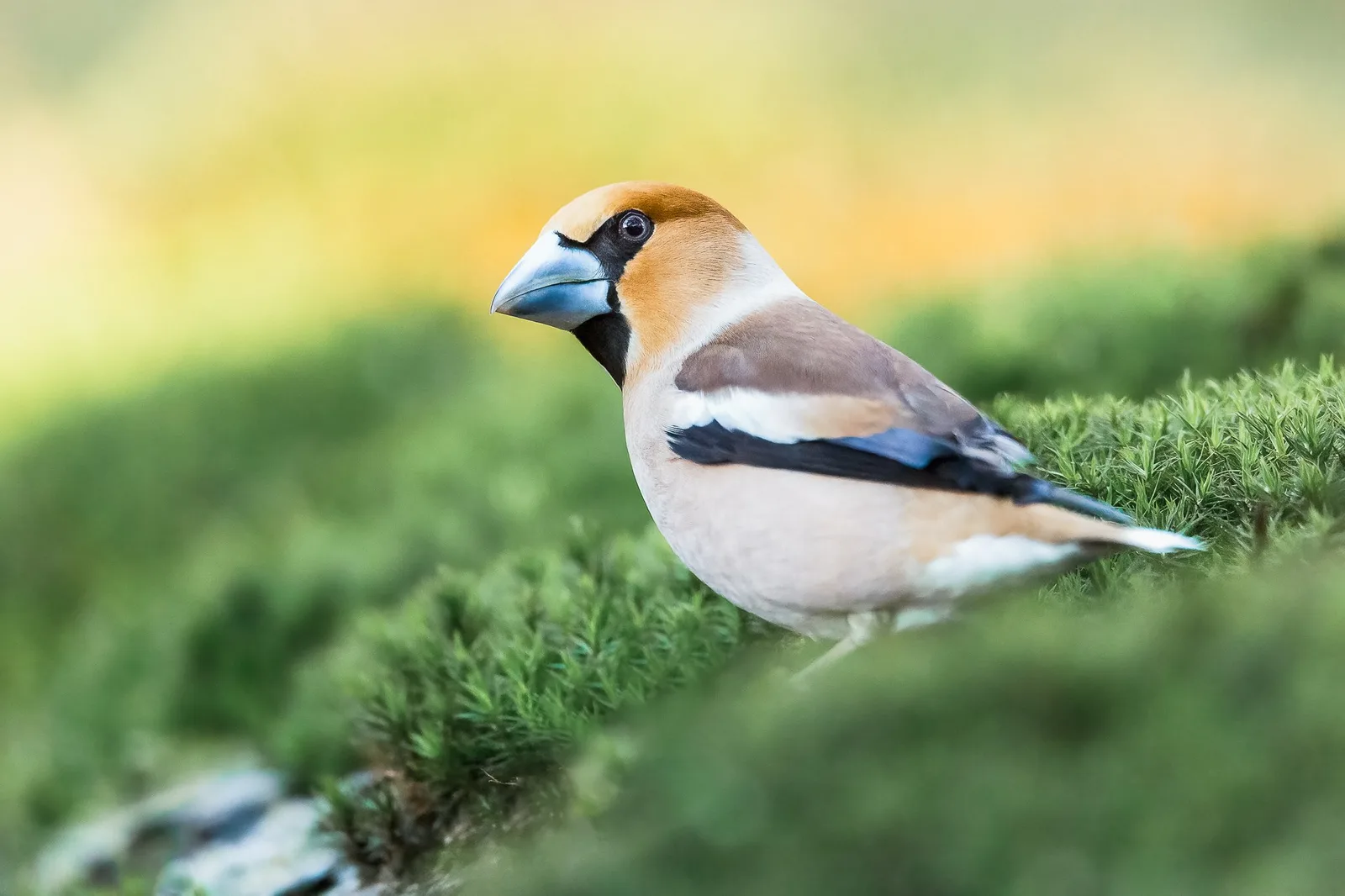 Vogel mit blauem Schnabel und braun-weißem Gefieder auf grüner Vegetation