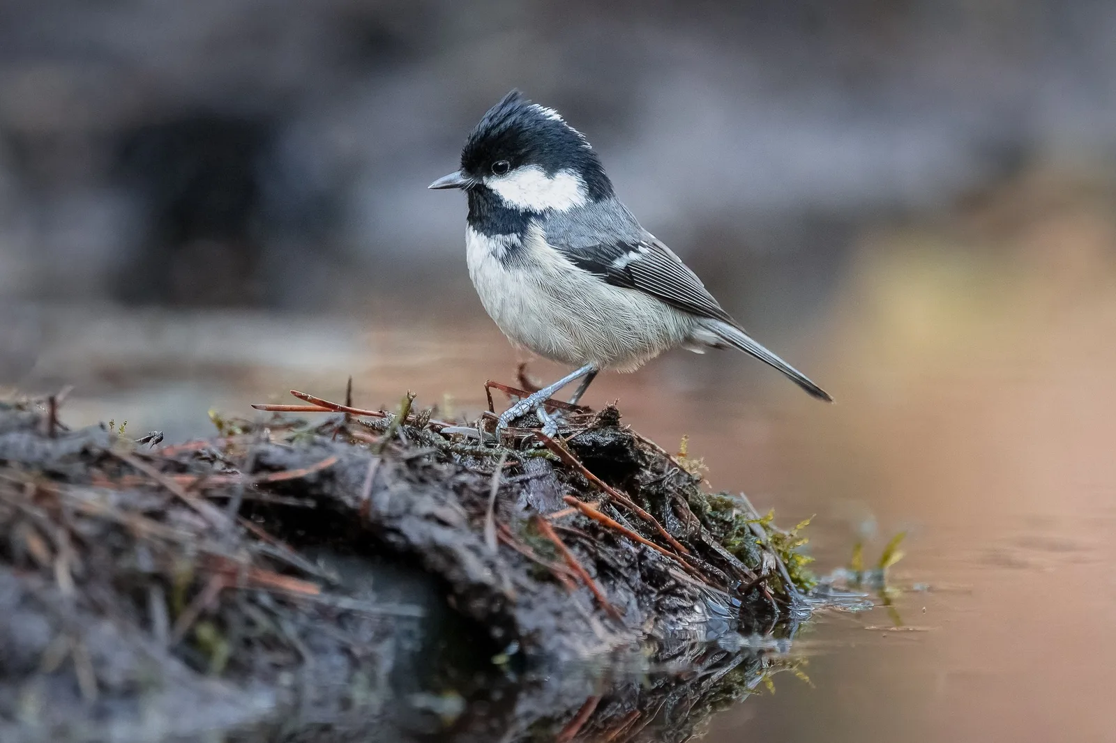 Schwarzweißer Vogel auf moosbedecktem Baumstamm am Wasser, unscharfer Hintergrund